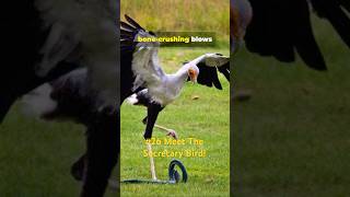 Natures Superheroes Video No 26  Meet the Secretary Bird [upl. by Irrehc]