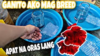 HOW TO BREED BETTA FISH [upl. by Colan]