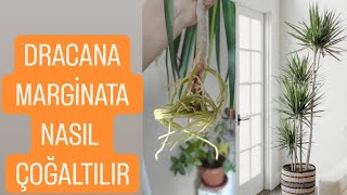 ✅DRACAENA MARGİNATA ÇELİKTEN ÇOĞALTMA✅ dracaena MARGİNATAM [upl. by Anaujnas83]