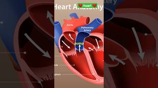 Structure and Function of Heart facts science biology knowledge trending shorts education [upl. by Ibrab]