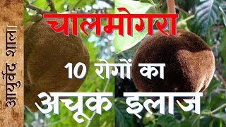 Chalmogra ke fayde or upyog  hydnocarpus benefit  Ayurved shala [upl. by Nnayd]