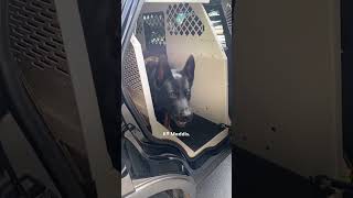 Police Dog Wont Stop Smiling Once Dad Mentions quotWorkquot  The Dodo [upl. by Ahsed]