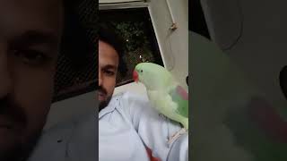 Parrot talking training alam parrot parrottraining parroteducation viralvideao [upl. by Retlaw539]