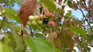 Identifying Edible Nannyberries [upl. by Nireves]