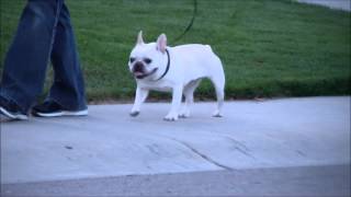 Hip dysplasia in french bulldog [upl. by Ahsian]