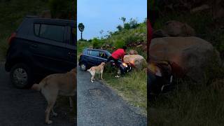 40K❤️Subscriber😂🤣Kandipa twist iruku😂watch till end labrador doglover goldenretriever puppy [upl. by Awe]