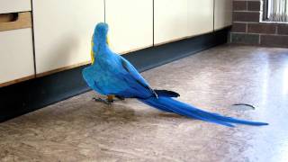 The Real Macaw Beautiful Blue and Yellow [upl. by Shelia560]