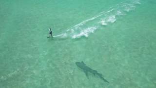 Tiger Shark Attack on a Kitesurfer in shallow flat water [upl. by Habeh]