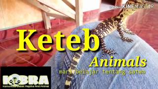 Tutorial Merawat Beby Salvatoranak biawak [upl. by Barney]