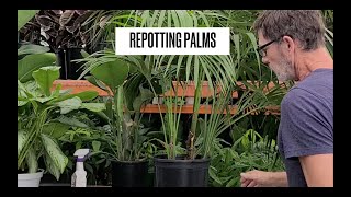 How to Repot a Kentia Palm [upl. by Blount]