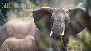 Kruger National Park North to South Sirheni Bushveld camp My Wildlife adventure EP01 [upl. by Thorma]