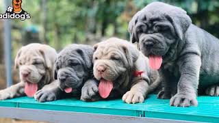 KCI CERTIFIED NEAPOLITAN MASTIFF PUPPIES AWAITING FOR LOVING HOMES [upl. by Anaugahs]