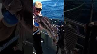 Black Rockfish fishing saltwater charter rockfish [upl. by Ailehpo406]