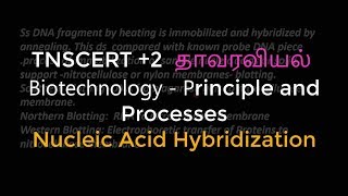 28Botany  Biotechnology  Principle and Processes  Nucleic Acid Hybridization [upl. by Arabeila]