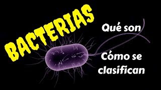 BACTERIAS Qué son y cómo se clasifican [upl. by Melli]