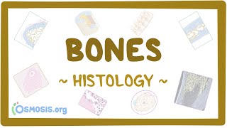 Bones Histology [upl. by Carper]