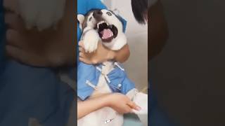 Dog injection dairy funny funnupets dogs [upl. by Ahsitra]