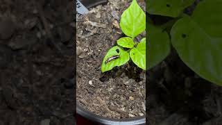 Earwig caught eating my TRex Chocolate pepper plant [upl. by Nayar]