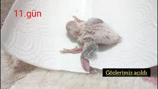 Muhabbet kuşunun yumurtadan çıkışı ve otuz günlük gelişimi🐦 [upl. by Ylelhsa338]