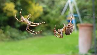 Large garden spiders mating ritual  Amazing [upl. by Kcid]