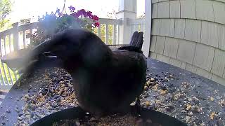 Lone Grackle enjoys seeds [upl. by Diena508]