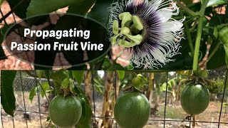 Propagating Passion Fruit  Passiflora edulis cuttings [upl. by Landon]