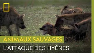 Violente attaque de hyènes contre une intruse [upl. by Malloch]