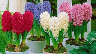 How to Plant Prepared Hyacinths WinterSpring Guide [upl. by Cornel841]