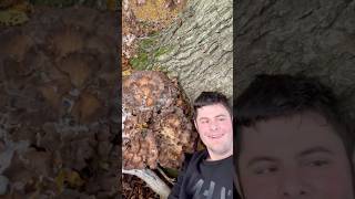 Fund des Jahres RiesenKlapperschwamm 🤯fungus herbst pilze pilzesuchen wald fungi [upl. by Dublin]