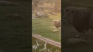 Lion roar at zoo [upl. by Adnileb]