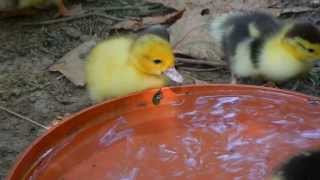 Muscovy ducklings 5 days old taking a bath [upl. by Wildon]