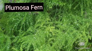 AsparagusPlumosa Fern Care for greenbushy and healthy plantUsed for indoor decoration [upl. by Dincolo]