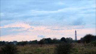 Roosting Starlings [upl. by Swetlana]