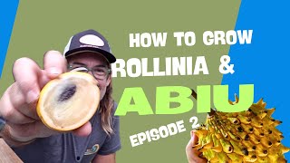 How to grow Rollinia Deliciosa and Abiu from seed  Ep 2 [upl. by Akinam134]