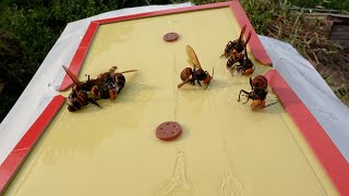 Outsmarting the Giant Hornets Beekeepers Innovative Method to Protect Honeybees [upl. by Eniarol922]