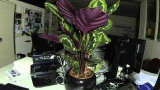 Calathea timelapse  MRT office [upl. by Ainel657]