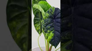 Alocasia Puncak Borneensis Variegata [upl. by Tolliver]