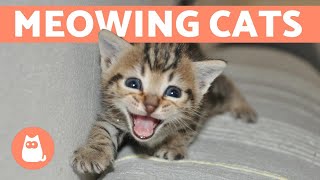 CATS MEOWING COMPILATION 😸 Talkative Cats amp Kittens [upl. by Nairred]