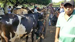 Compra y venta vacas paridas El Salvador [upl. by Tiffi512]