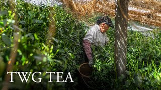 TWG Tea Origin Stories  Hon Gyokuro Jade Dew [upl. by Modesty]