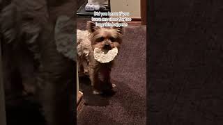 Yorkshire Terrier 101 dog yorkie yorkiesofyoutube yorkshireterrier mischievous [upl. by Cleasta92]