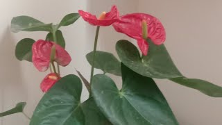 anthurium plant reporting and care gardengingtips beautifulplant naturelover subscribe [upl. by Omissam]