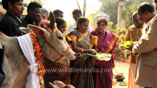 Officials of Tamil Nadu House Delhi performing cattle worship [upl. by Bertie]