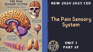 🎯The Pain Sensory System  AP Psychology Unit 1 Part 6🎯 [upl. by Aissila961]