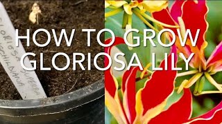 How To Grow Gloriosa Lily Part 1 Gloriosa Superba ‘Rothschildiana’ Get Gardening [upl. by Ronaele]