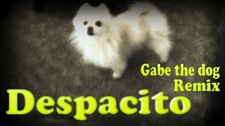 Gabe The Dog Despacito  Explosion amp Azerek Remix [upl. by Vasilis]