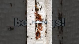 Are Bed Bugs Harmful To Your Health  With Dr Raj Dasgupta [upl. by Leuas]