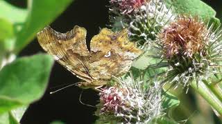 Бабочка Углокрыльница Сбелое  Polygonia calbum [upl. by Prasad294]