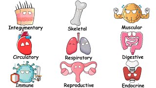 Every Organ System Explained In 5 Minutes [upl. by Ile]