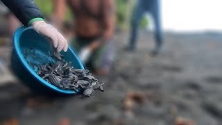 Releasing Leatherback hatchlings [upl. by Arv]